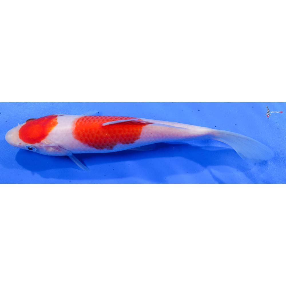 7.5” Imported Kohaku