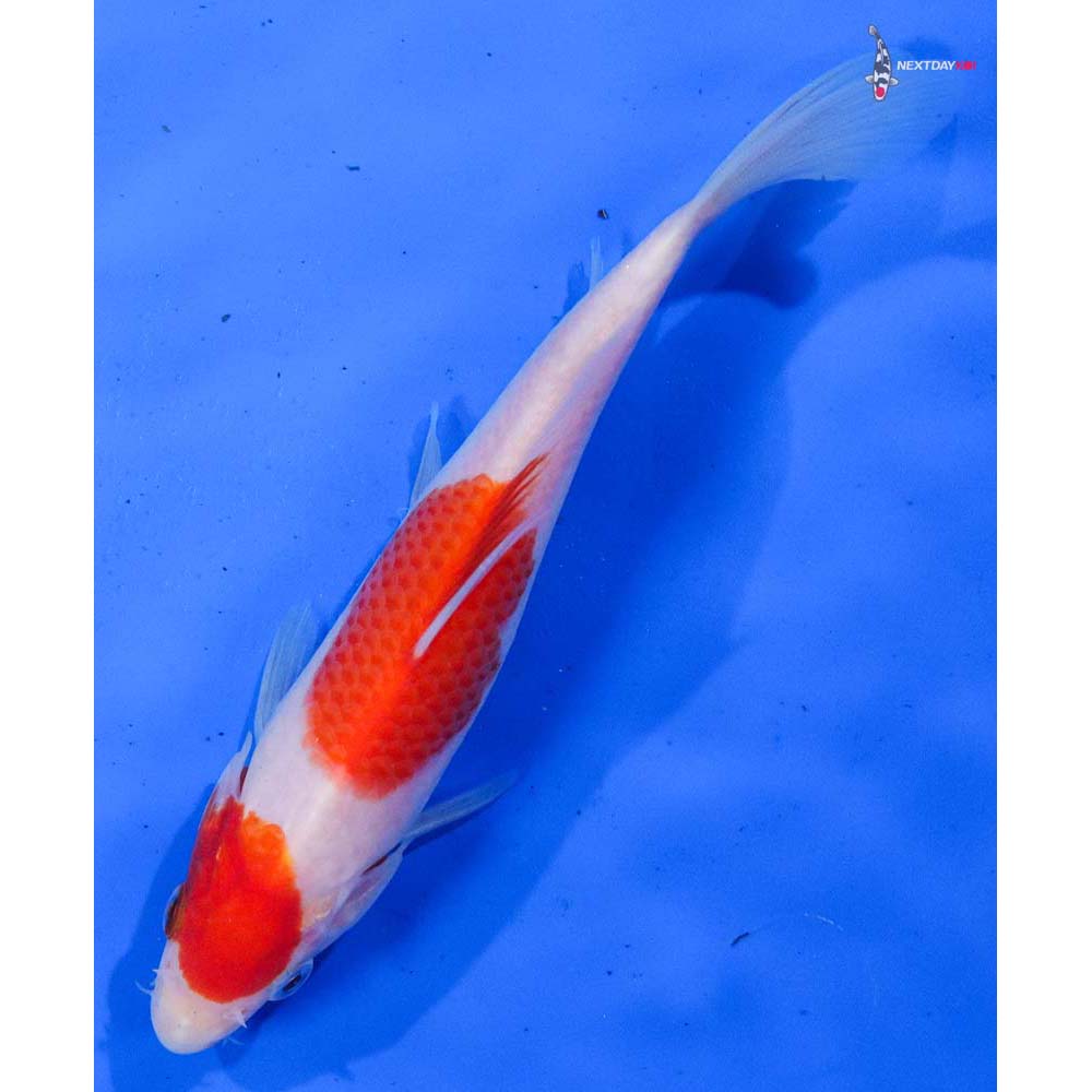 7.5” Imported Kohaku