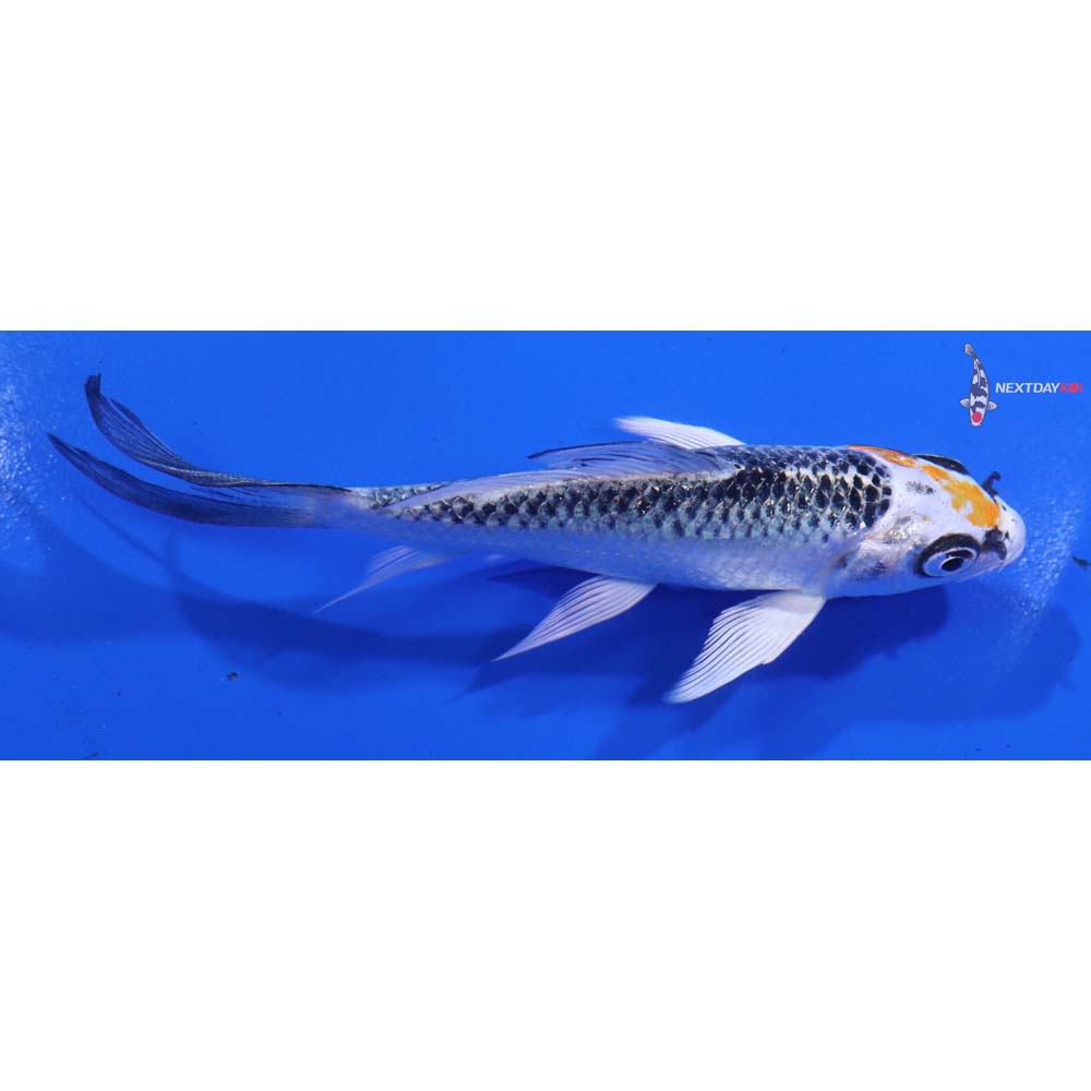 4.5” Imported Kujaku Butterfly Koi