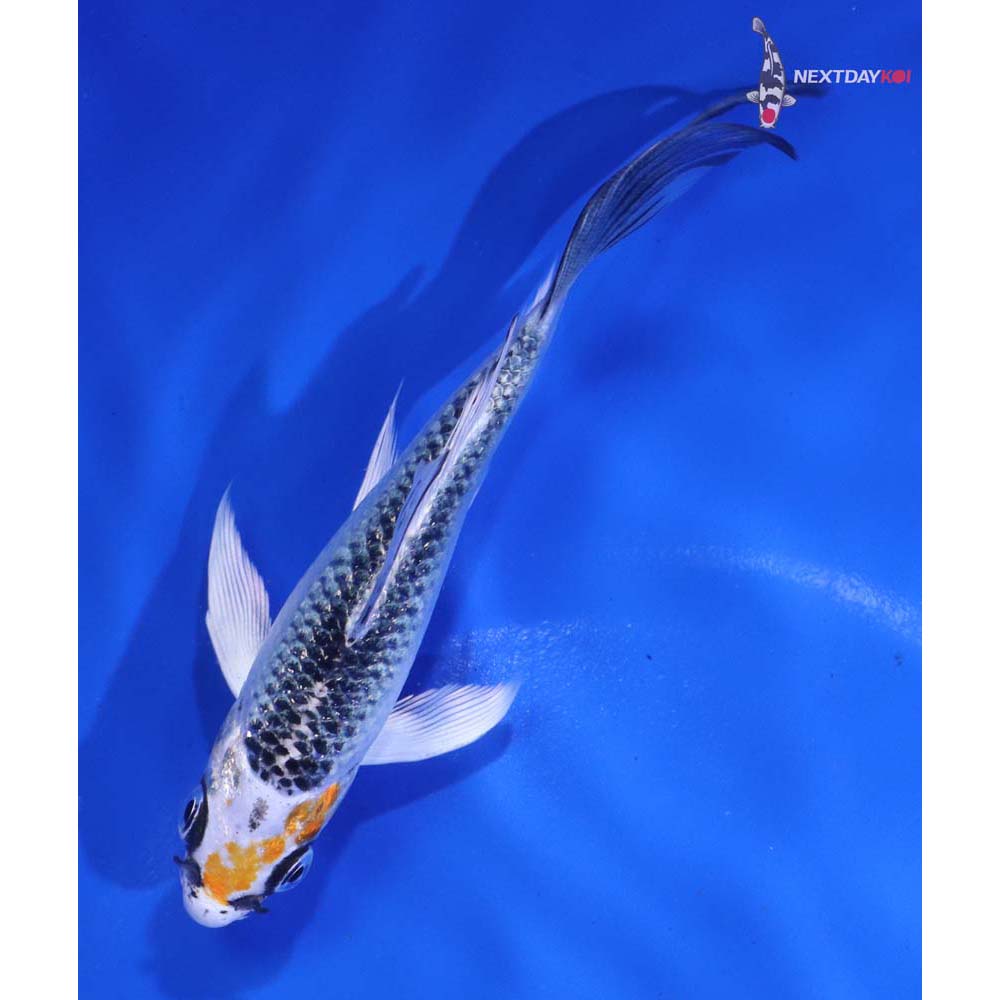 4.5” Imported Kujaku Butterfly Koi