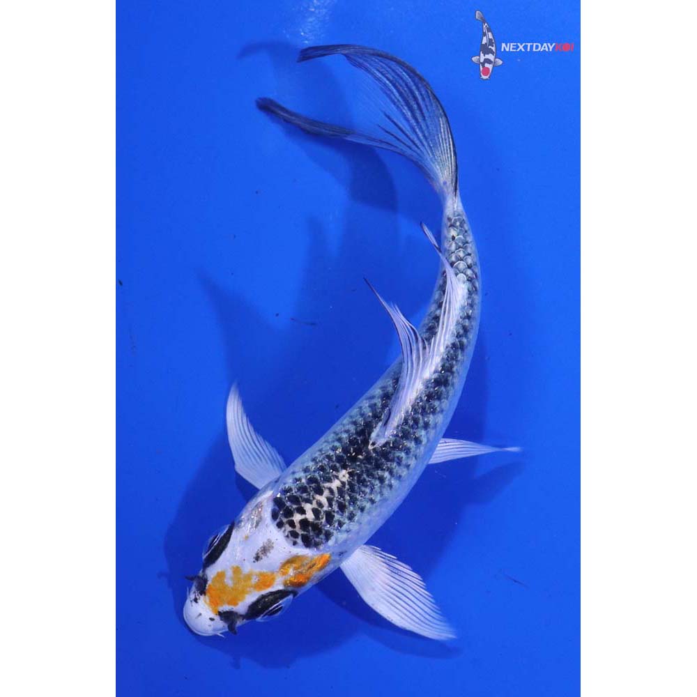 4.5” Imported Kujaku Butterfly Koi