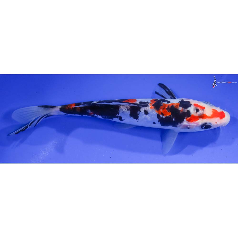 6.5” Imported Doitsu Sanke