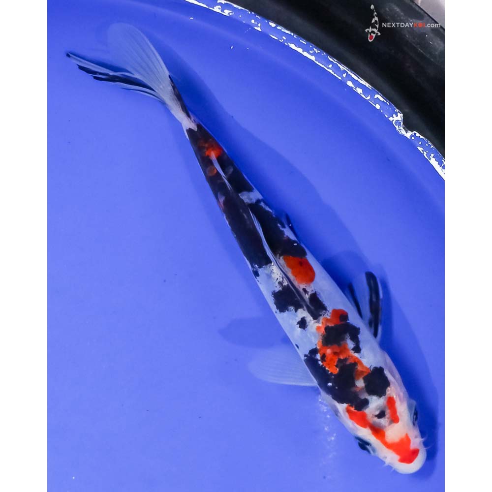 6.5” Imported Doitsu Sanke