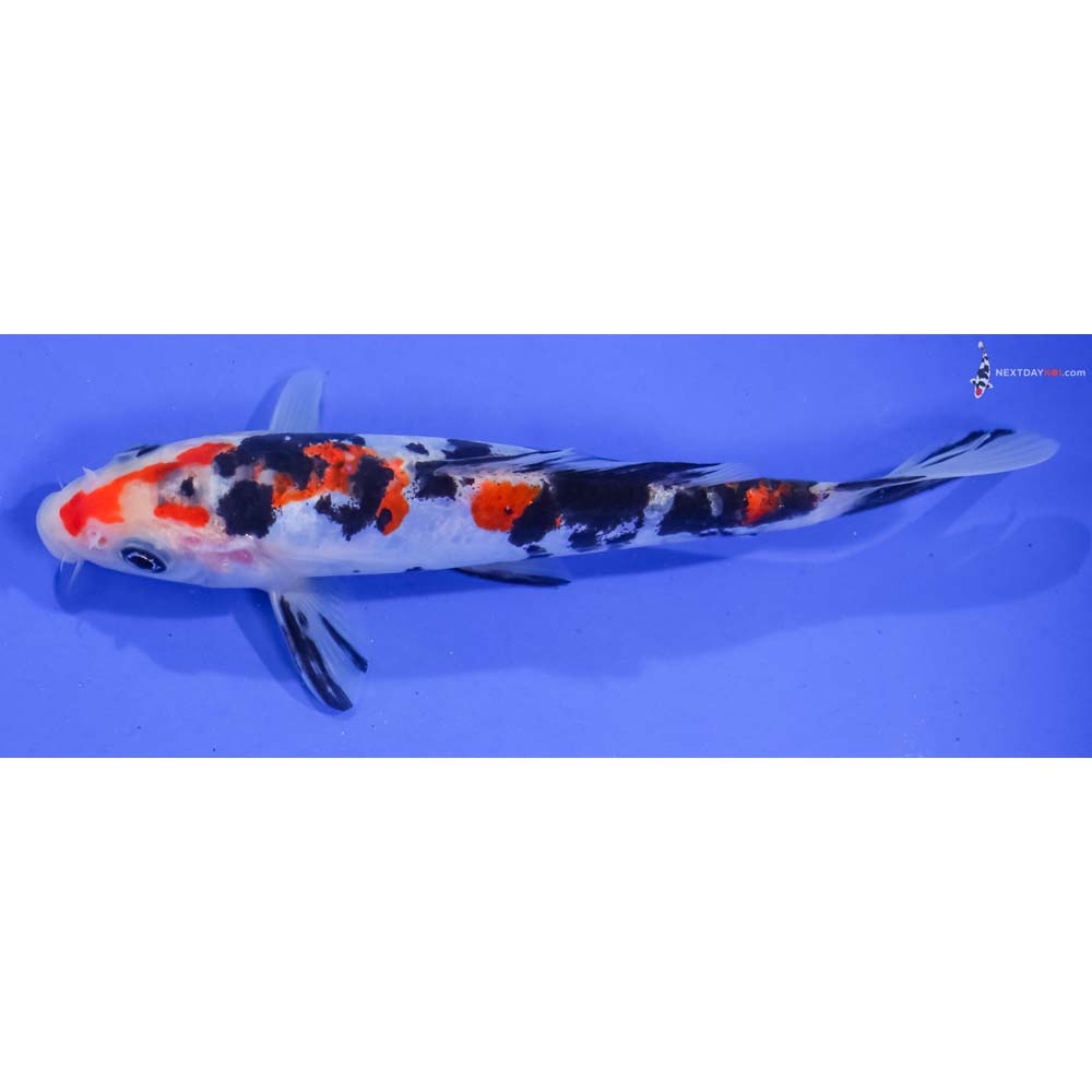 6.5” Imported Doitsu Sanke