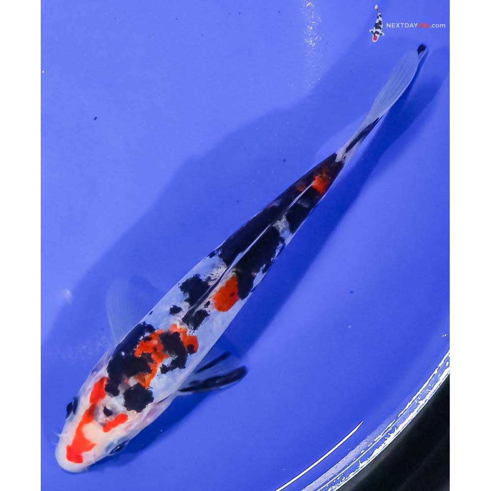 6.5” Imported Doitsu Sanke