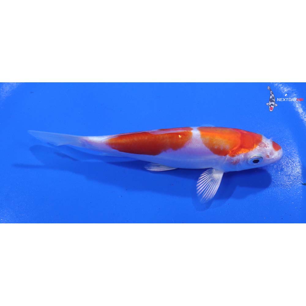 4.5” Imported Kikusui