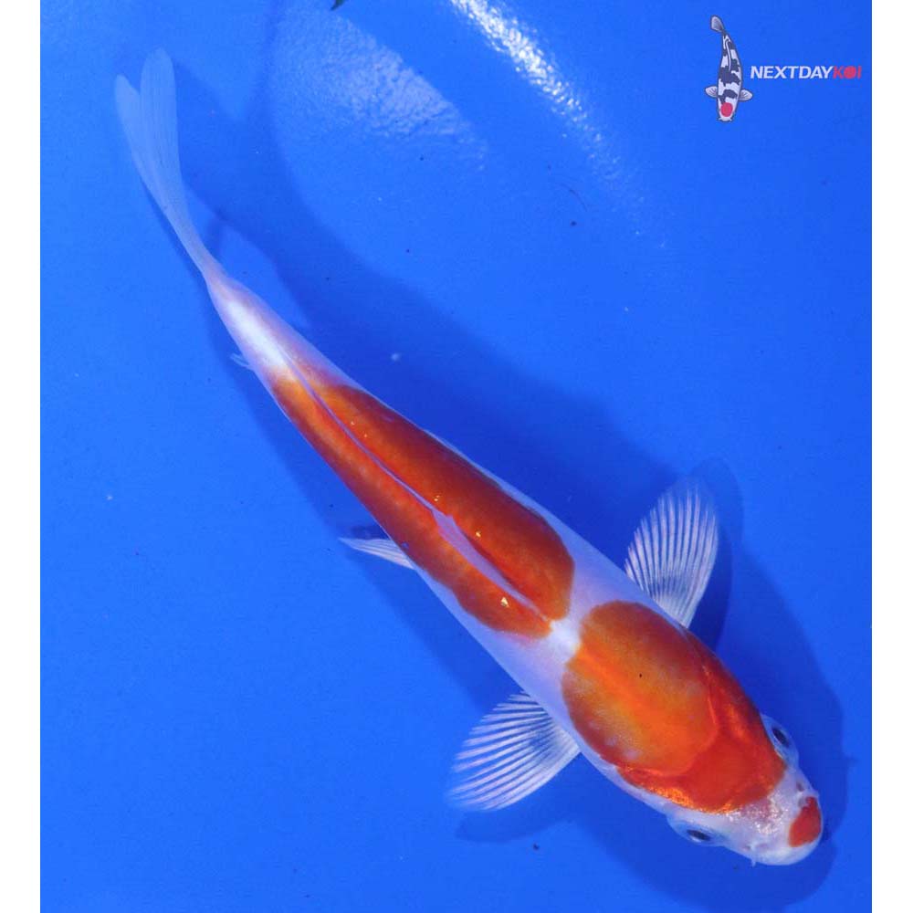 4.5” Imported Kikusui