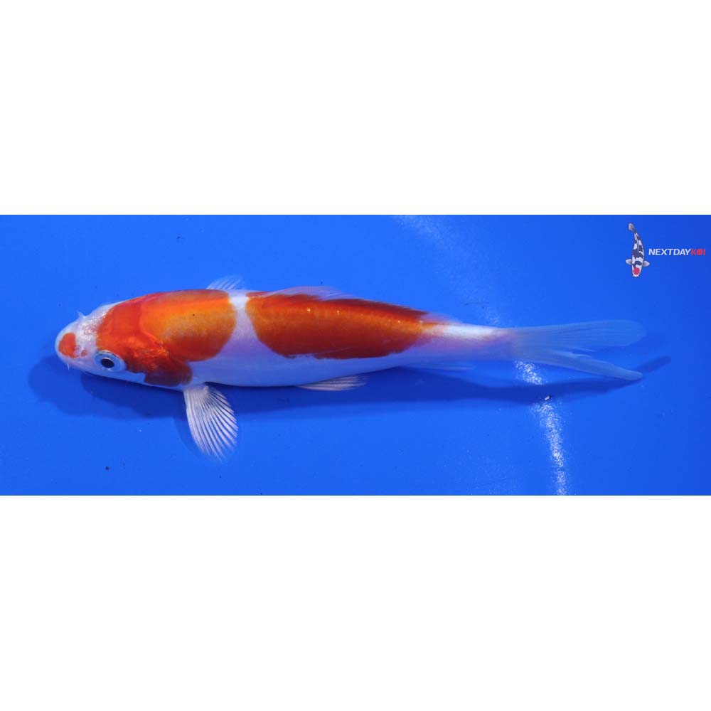 4.5” Imported Kikusui