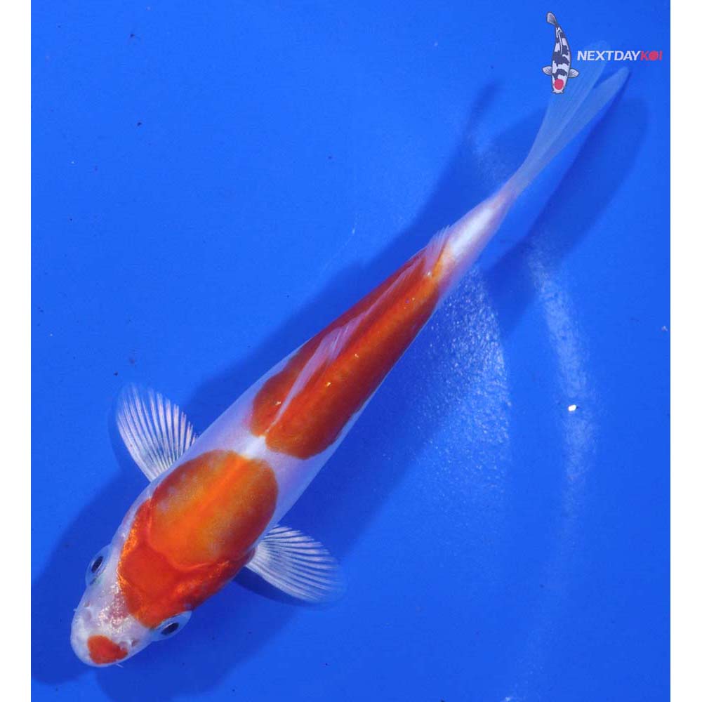 4.5” Imported Kikusui