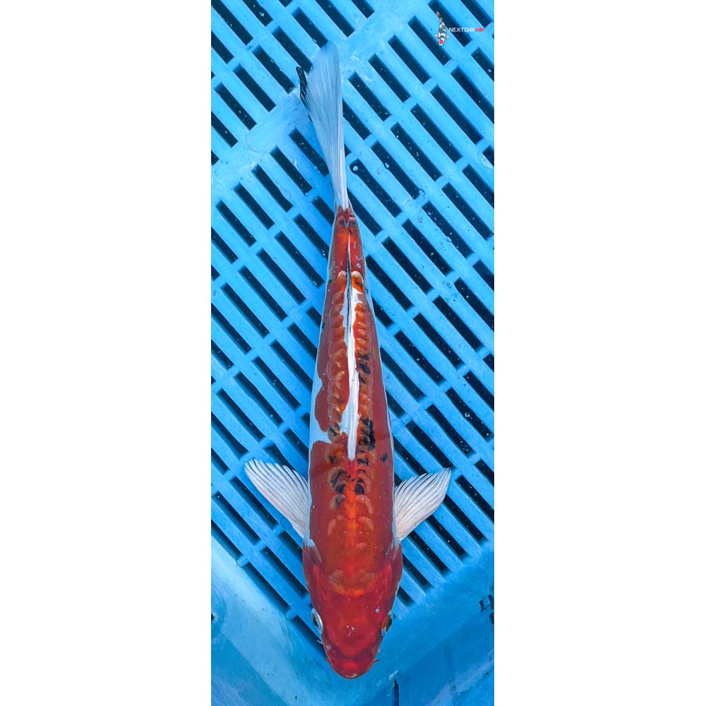 10-12” Imported Heisei Nishiki