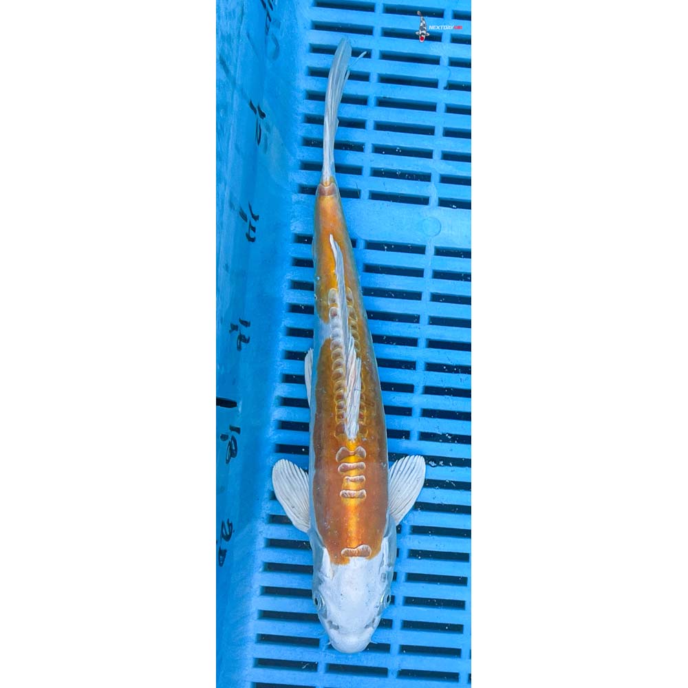 10-12” Imported Doitsu Lemon Hariwake