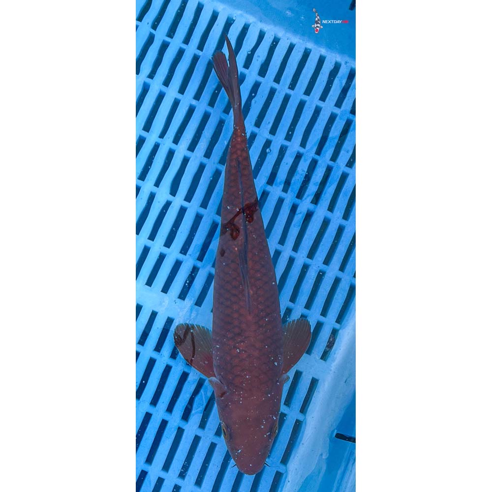 10-12” Imported Chagoi