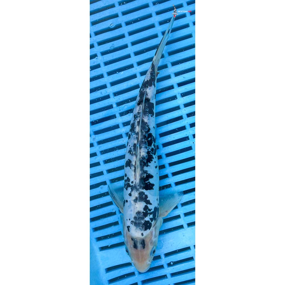 10-12” Imported Doitsu Shiro Bekko