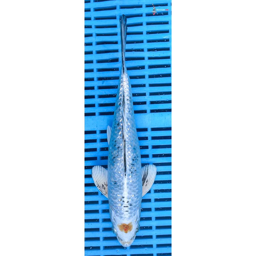 10-12” Imported Gin Rin Yamato Nishiki