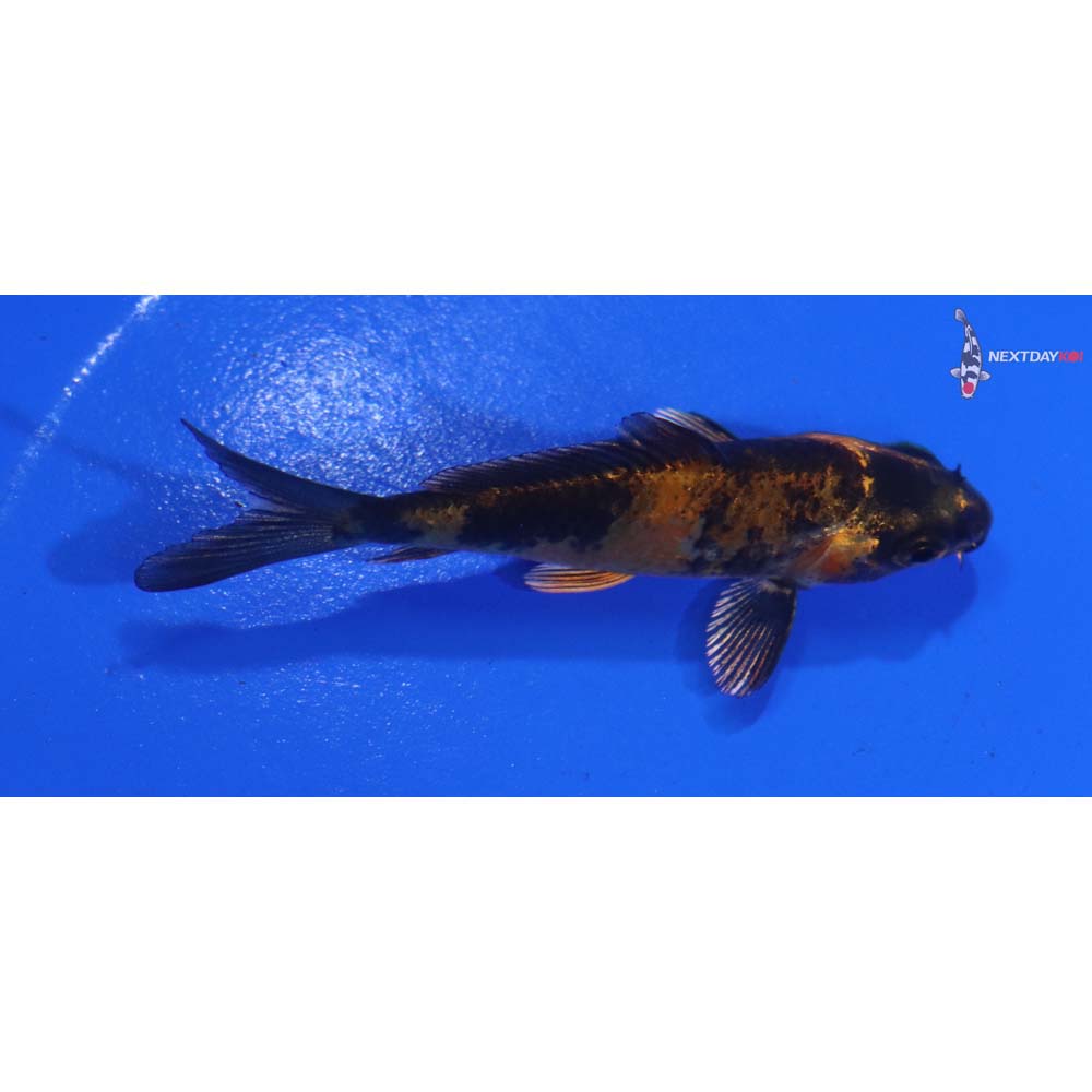 3” Imported Kin Hi Utsuri
