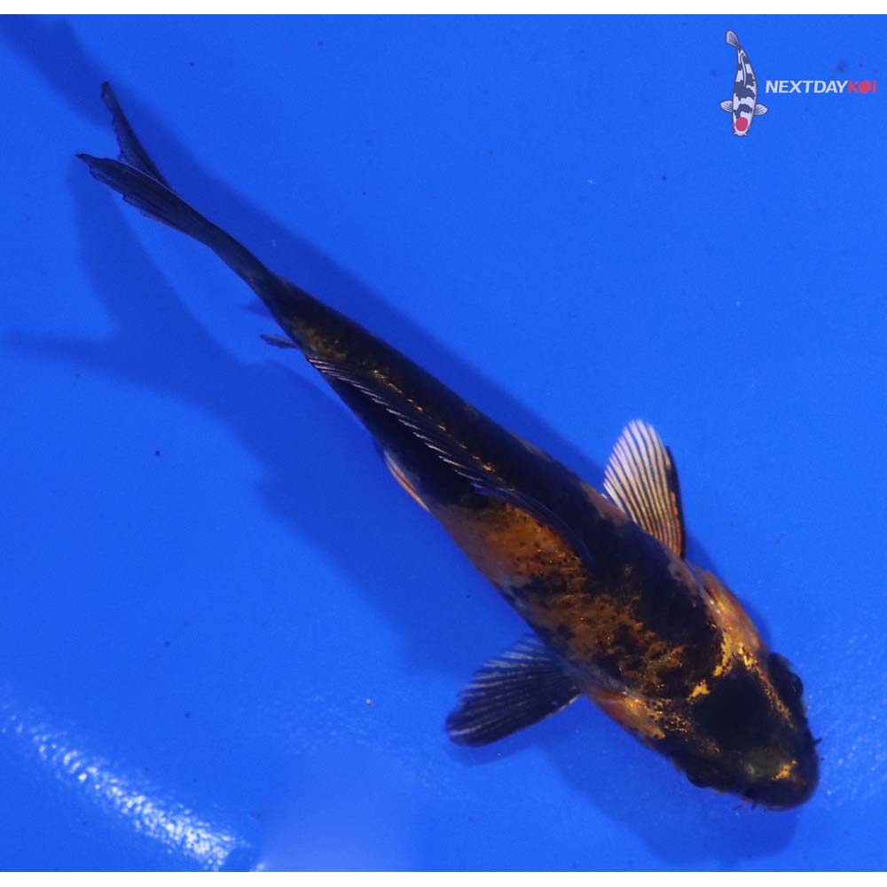 3” Imported Kin Hi Utsuri
