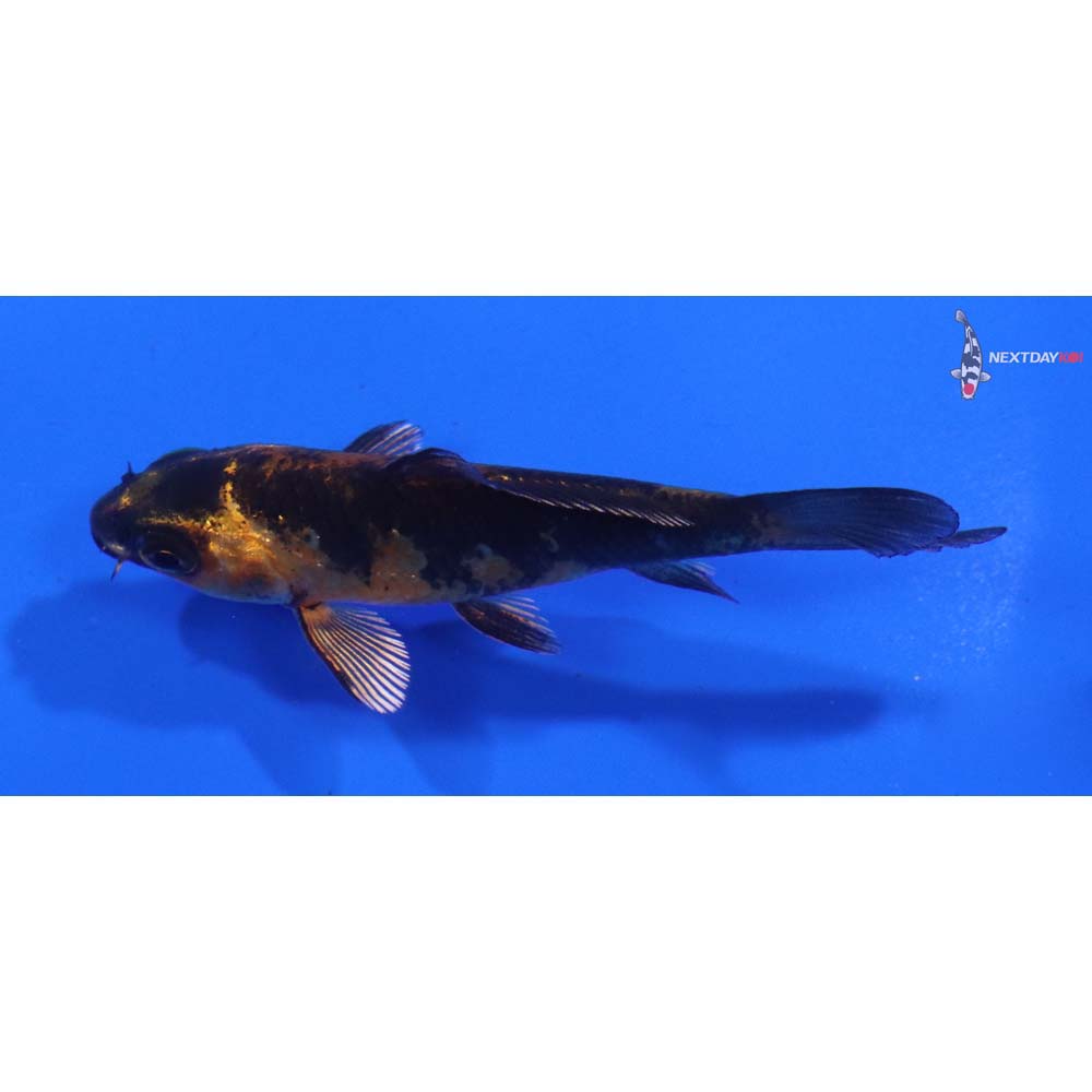 3” Imported Kin Hi Utsuri