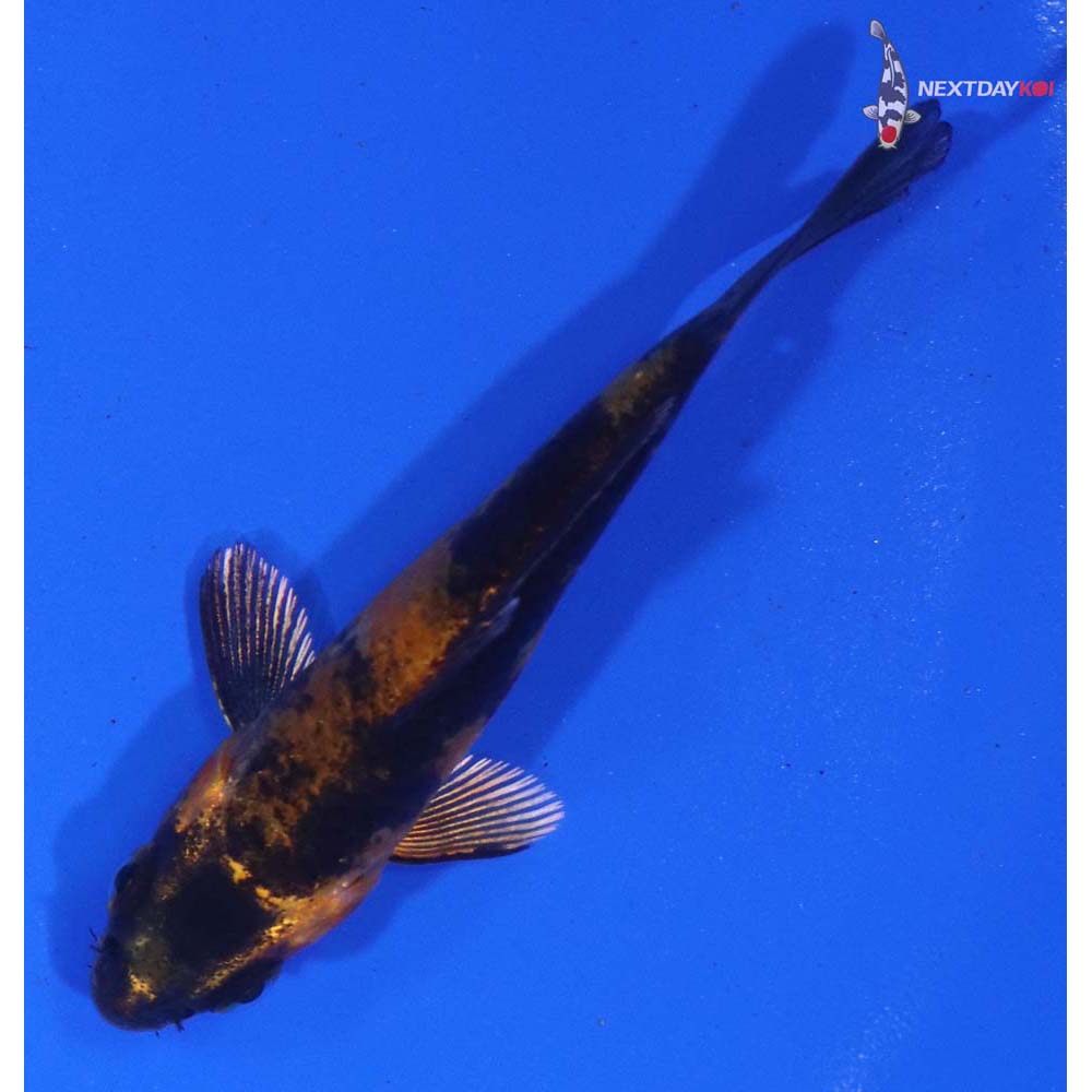 3” Imported Kin Hi Utsuri