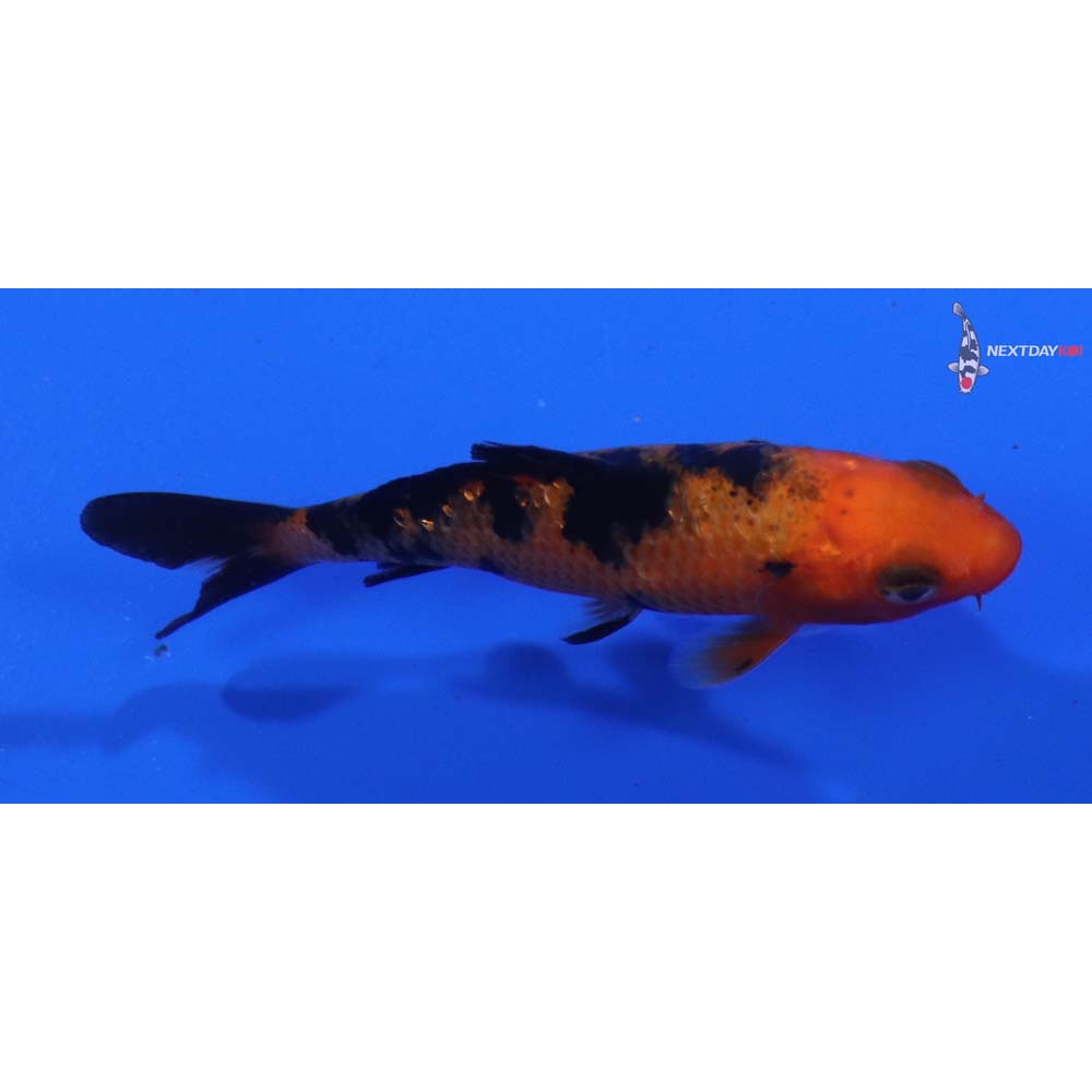 3” Imported Aka Bekko