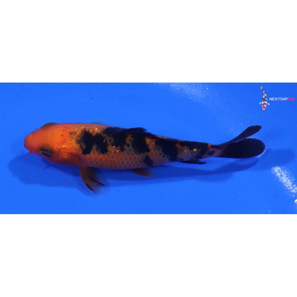 3” Imported Aka Bekko