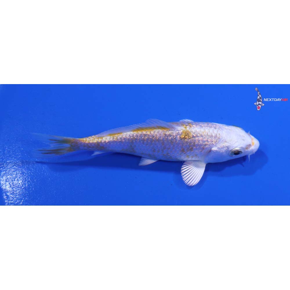 3.5” Imported Gin Rin Lemon Hariwake