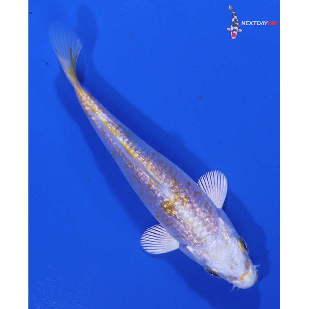 3.5” Imported Gin Rin Lemon Hariwake