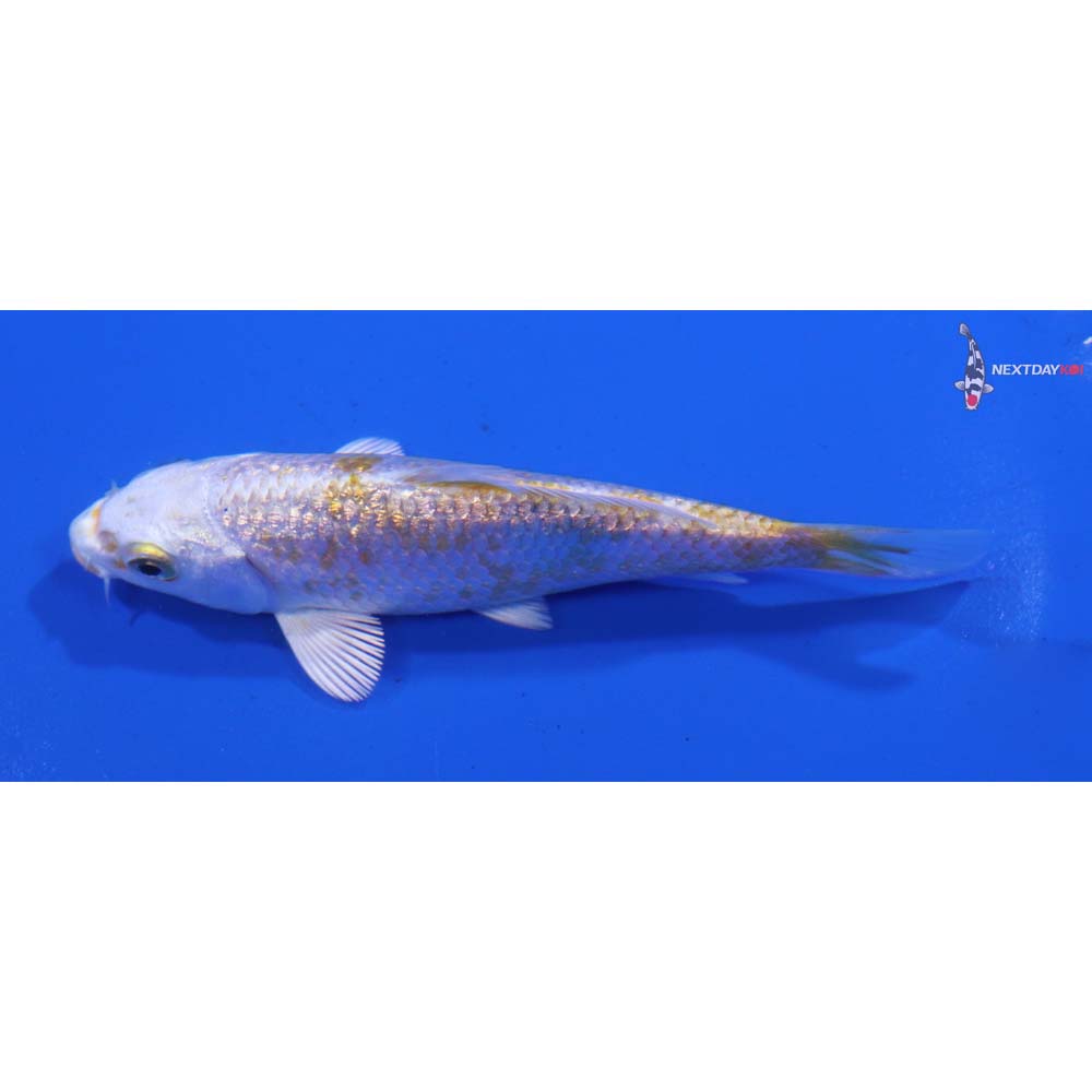 3.5” Imported Gin Rin Lemon Hariwake