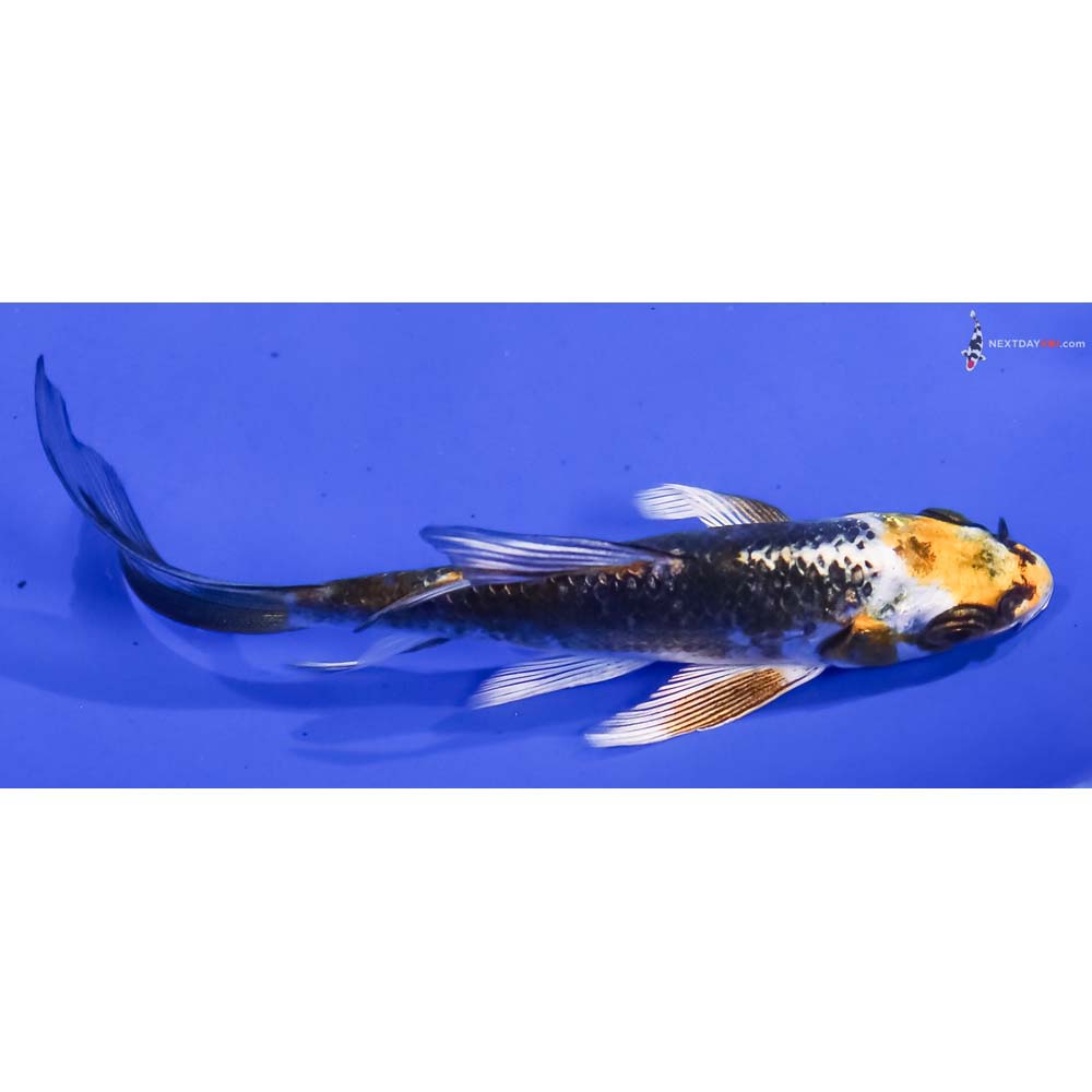 3.5” Imported Kujaku Butterfly Koi
