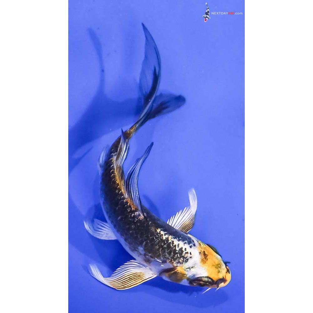 3.5” Imported Kujaku Butterfly Koi