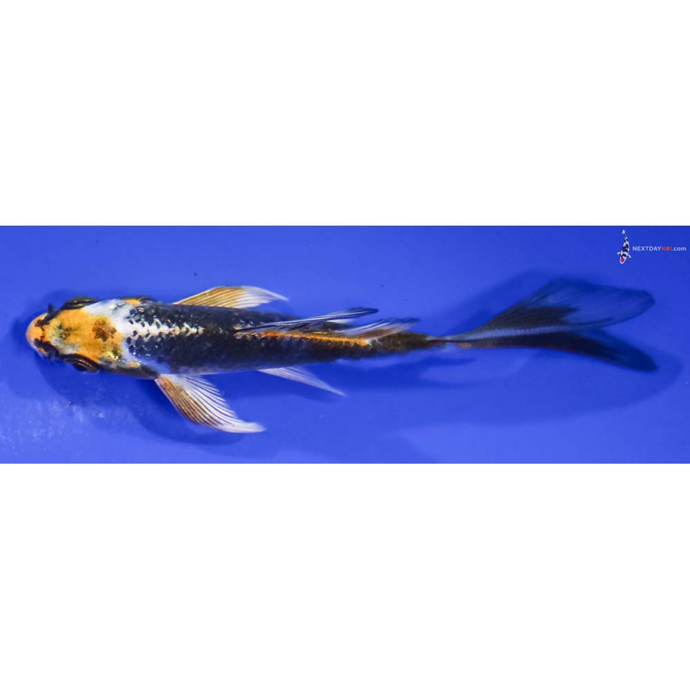 3.5” Imported Kujaku Butterfly Koi