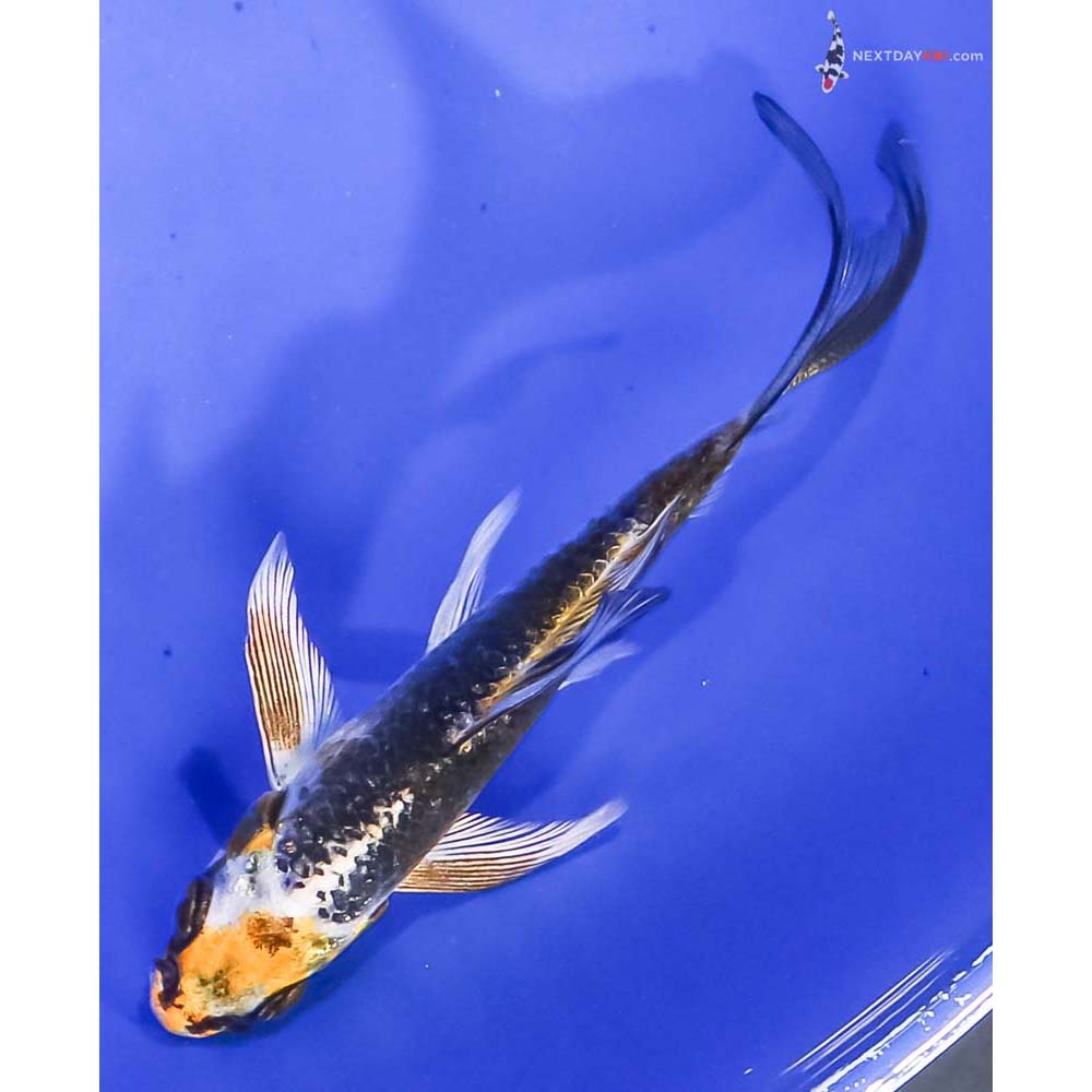 3.5” Imported Kujaku Butterfly Koi