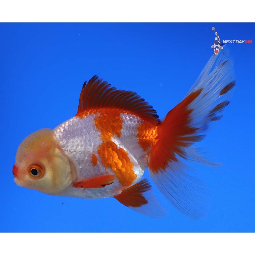 4.5” Imported Red and White Oranda