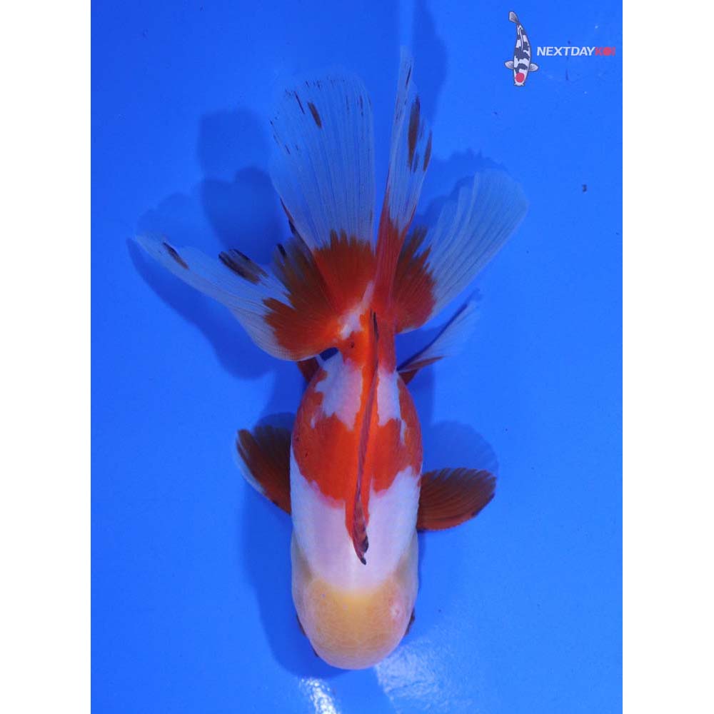 4.5” Imported Red and White Oranda