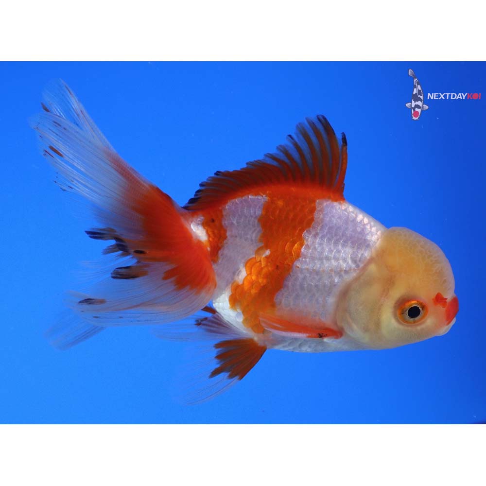 4.5” Imported Red and White Oranda