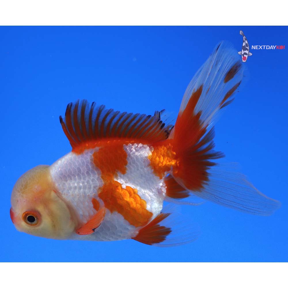 4.5” Imported Red and White Oranda
