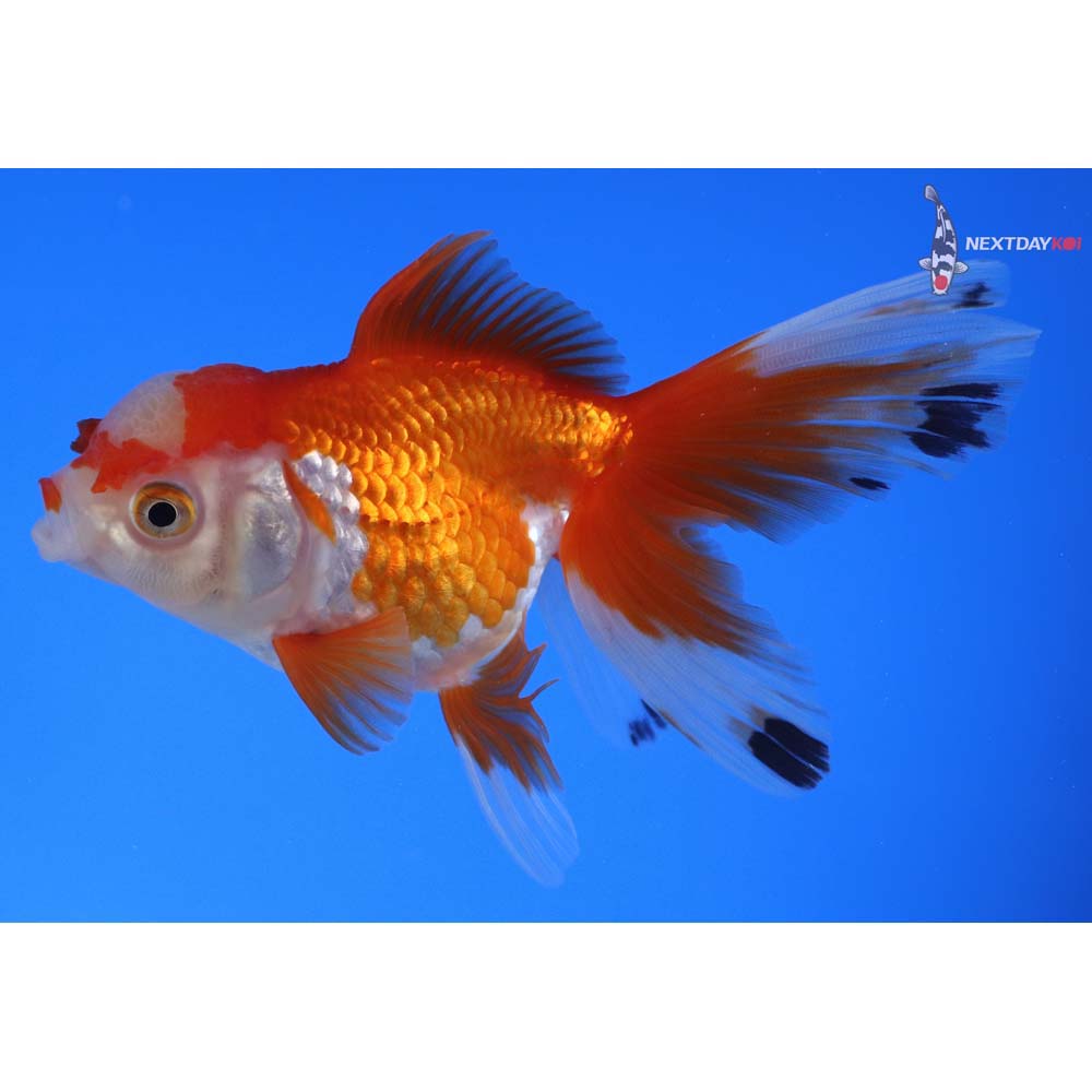 4.5” Imported Red and White Oranda