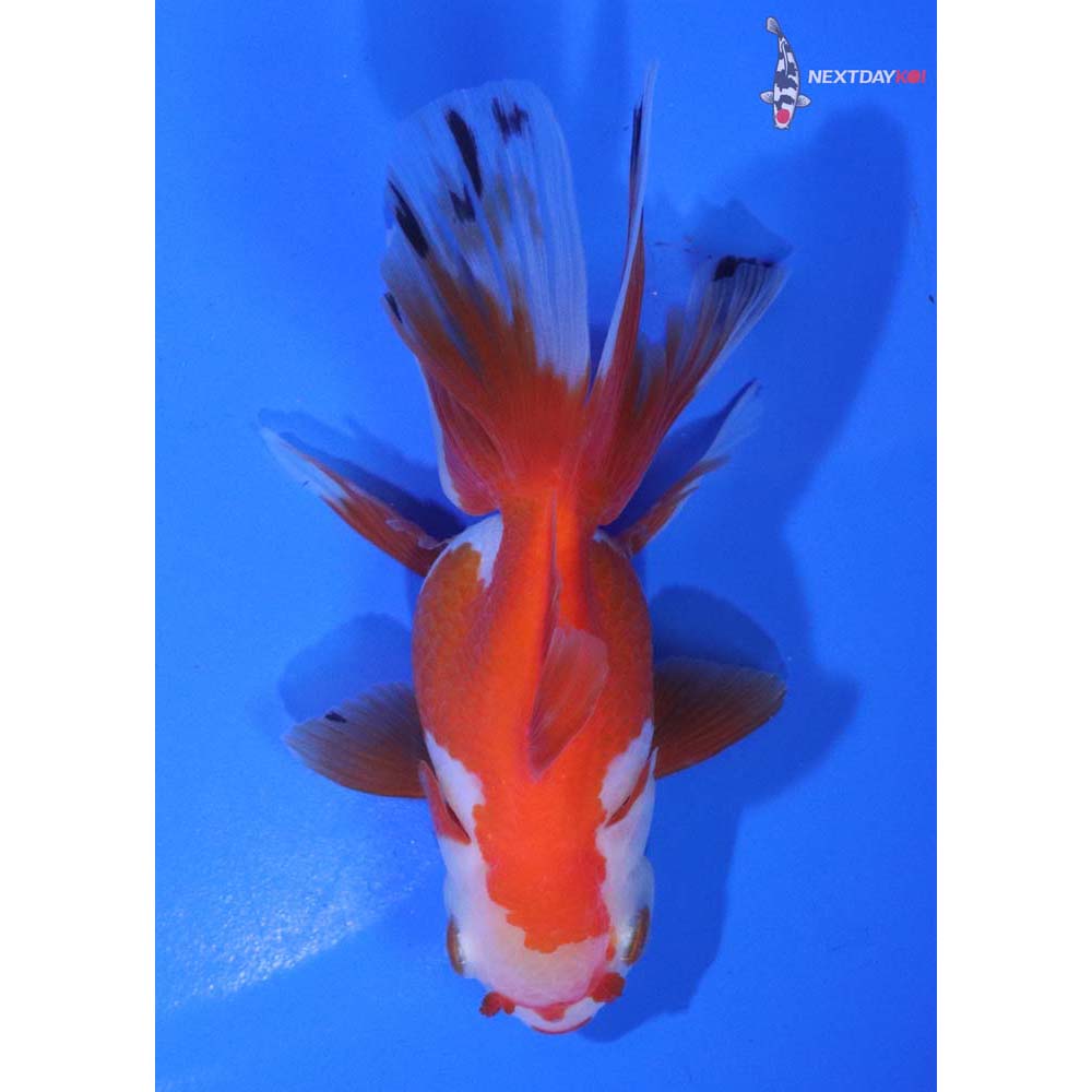 4.5” Imported Red and White Oranda
