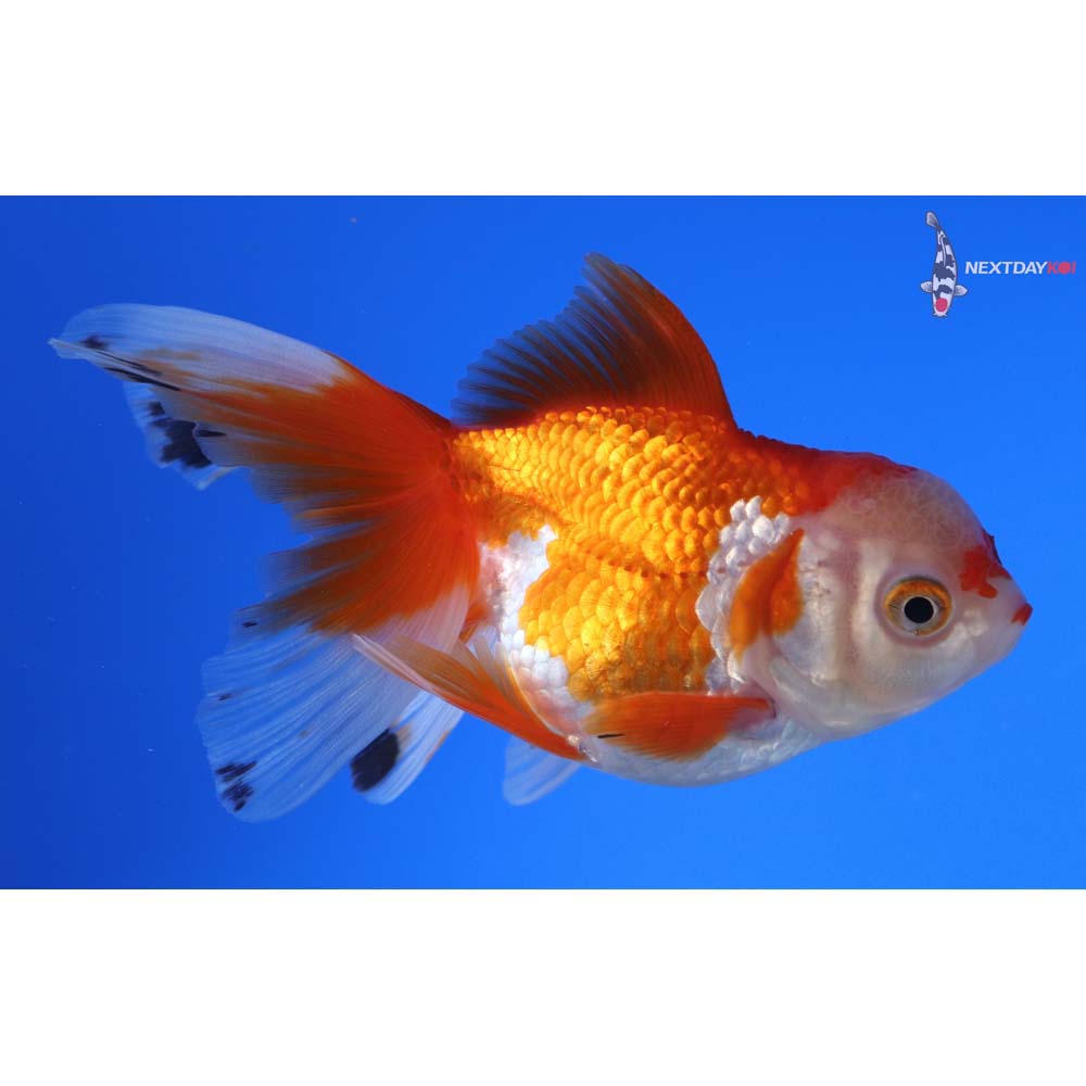 4.5” Imported Red and White Oranda