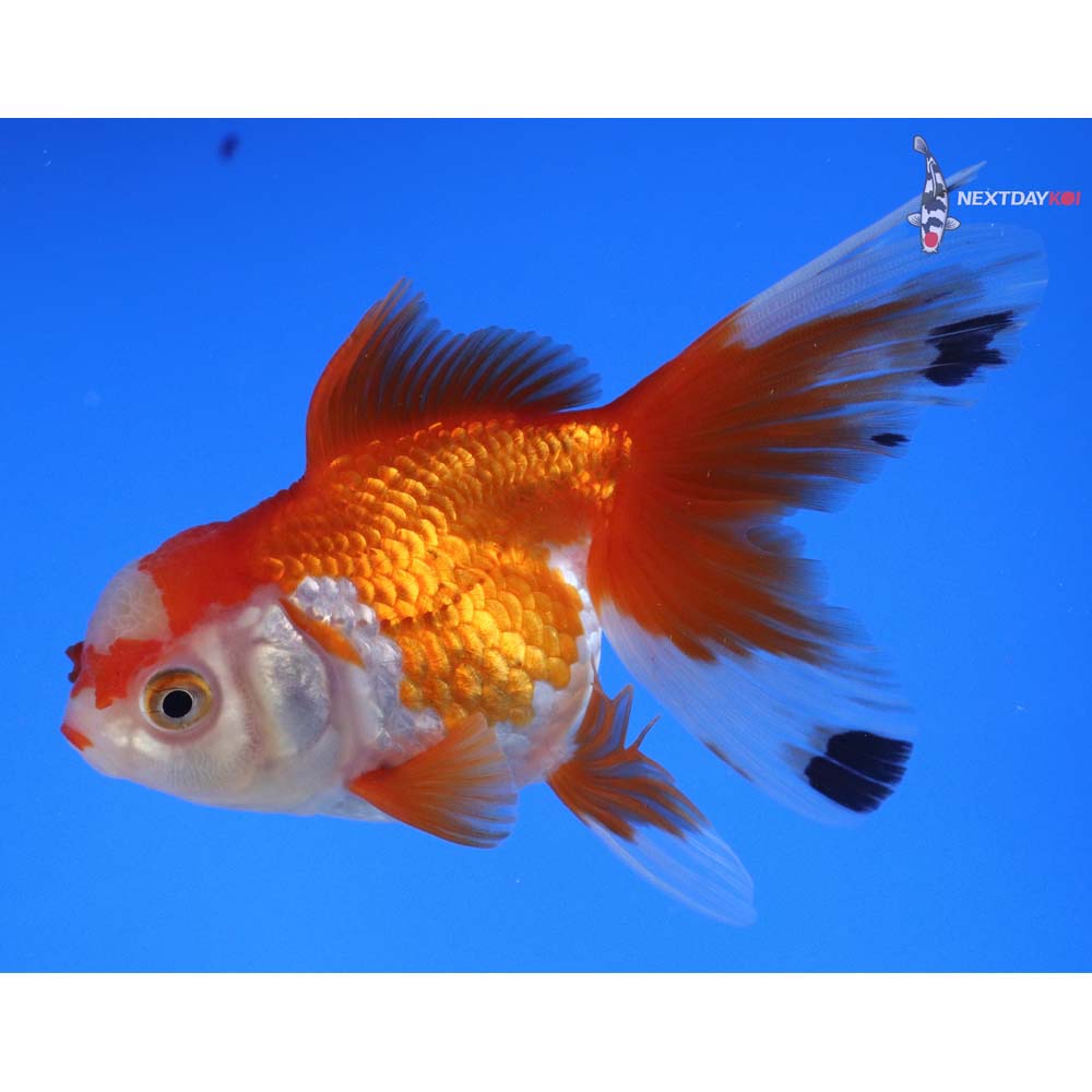 4.5” Imported Red and White Oranda