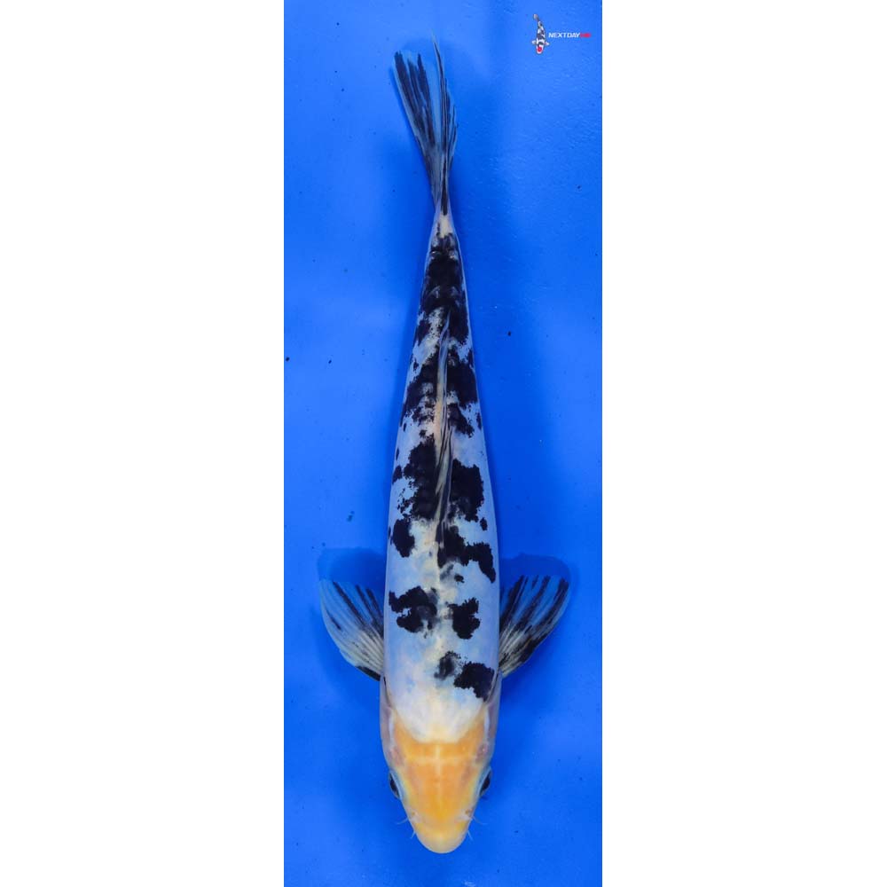 9.5” Imported Doitsu Shiro Bekko