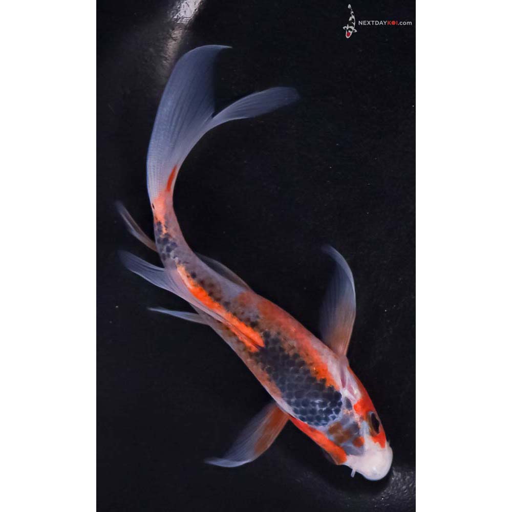 5.5” Imported Asagi Butterfly Koi
