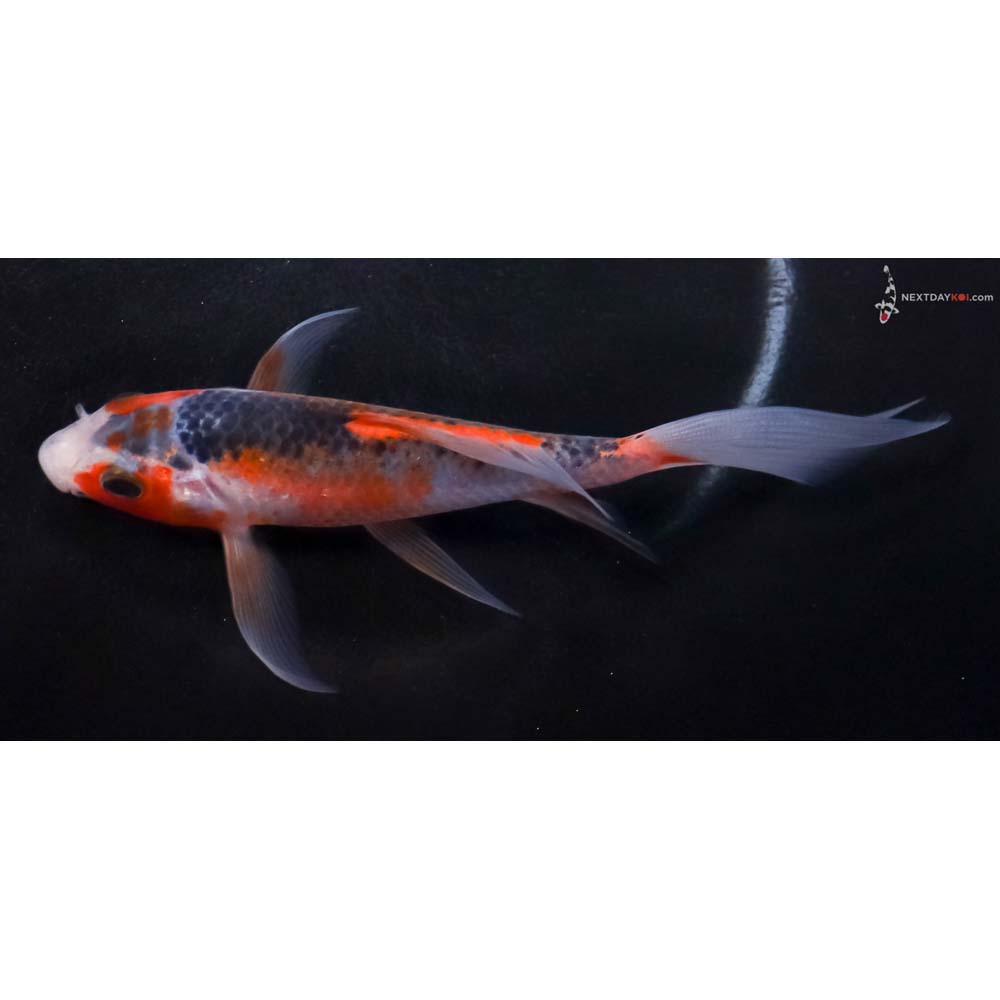 5.5” Imported Asagi Butterfly Koi