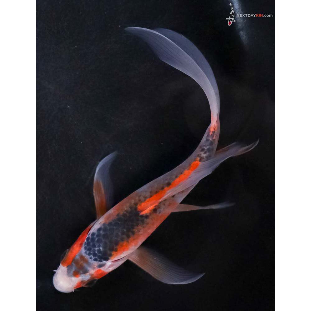 5.5” Imported Asagi Butterfly Koi