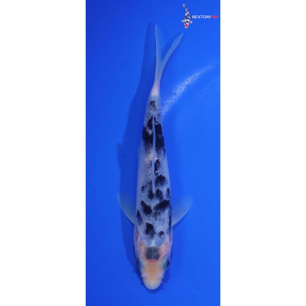 5.5” Imported Shiro Bekko