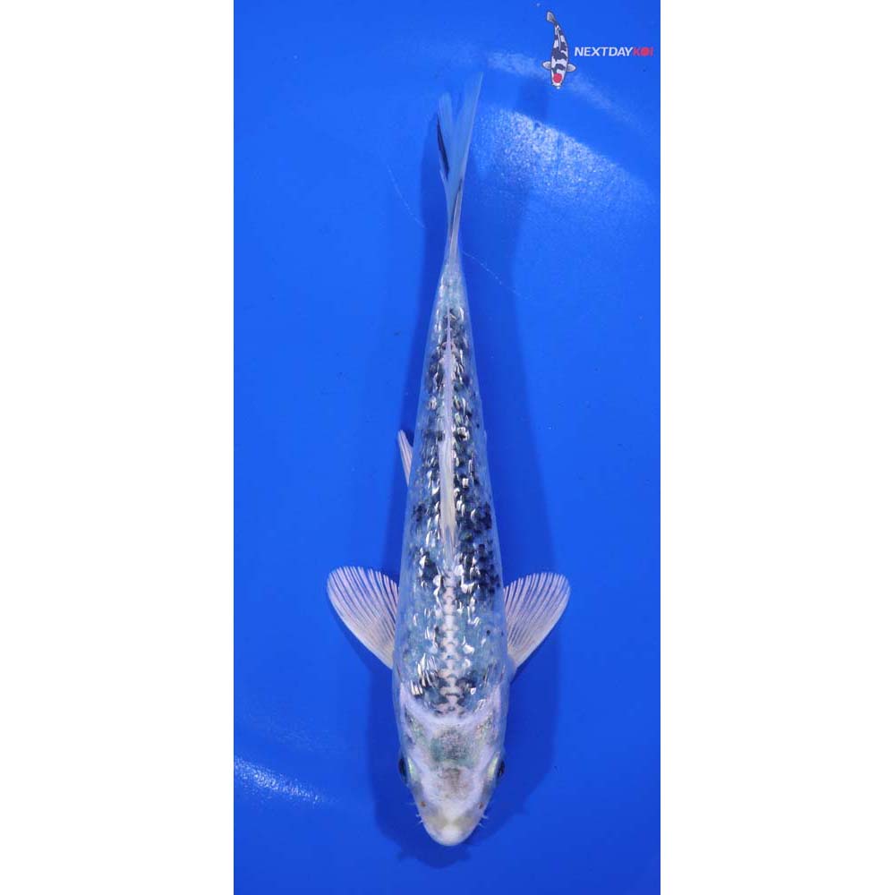 6” Imported Gin Rin Gin Shiro Bekko