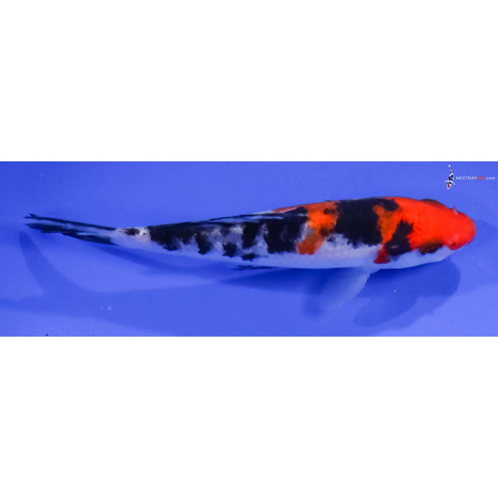 4.5” Imported Sanke