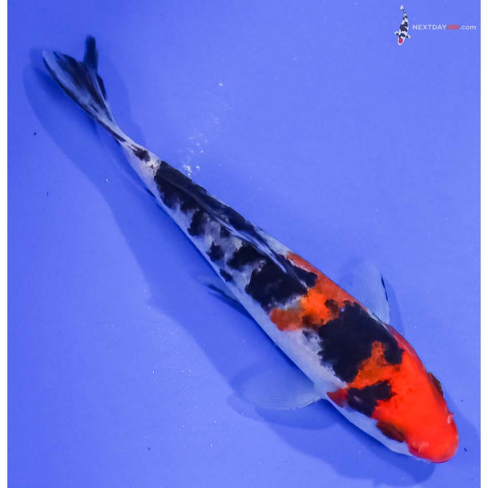 4.5” Imported Sanke