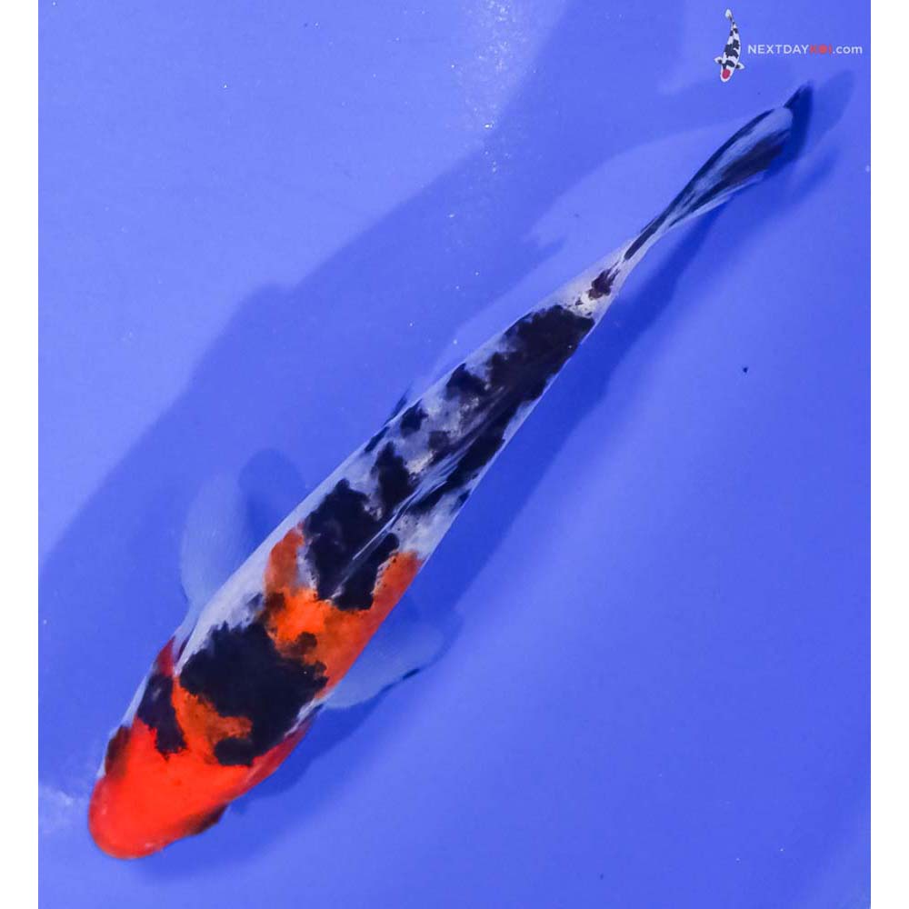 4.5” Imported Sanke