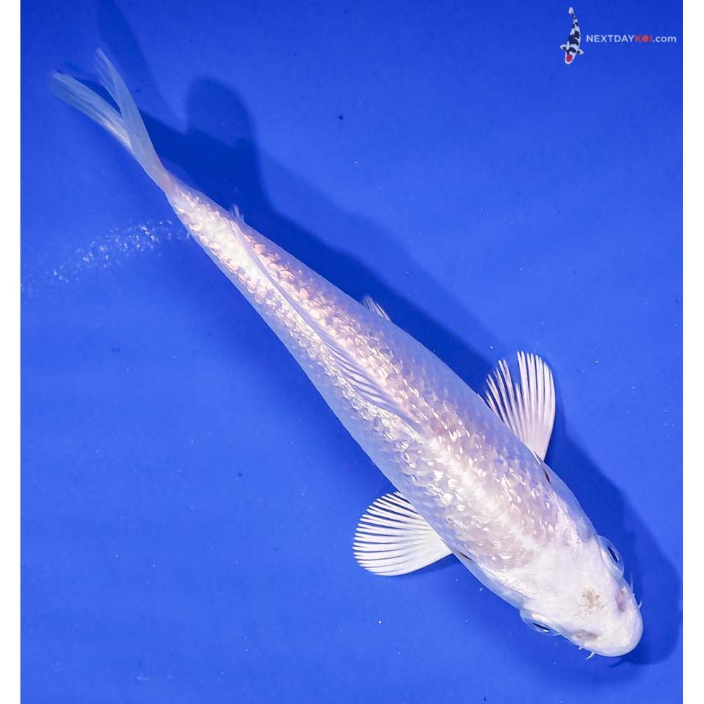 4.5β Imported Gin Rin Platinum Ogon