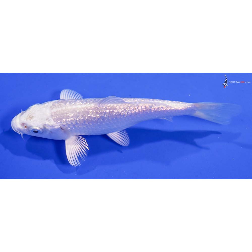 4.5β Imported Gin Rin Platinum Ogon